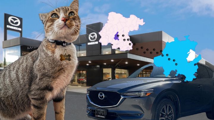 Gatito viaja desde Salamanca a Pachuca y se convierte en 'embajador' de esta sucursal automotriz