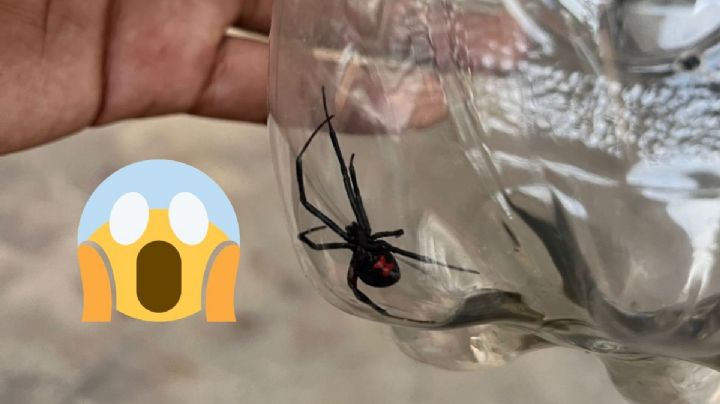 Esta peligrosa araña causa miedo en Acayucan; la encontraron dentro de una casa