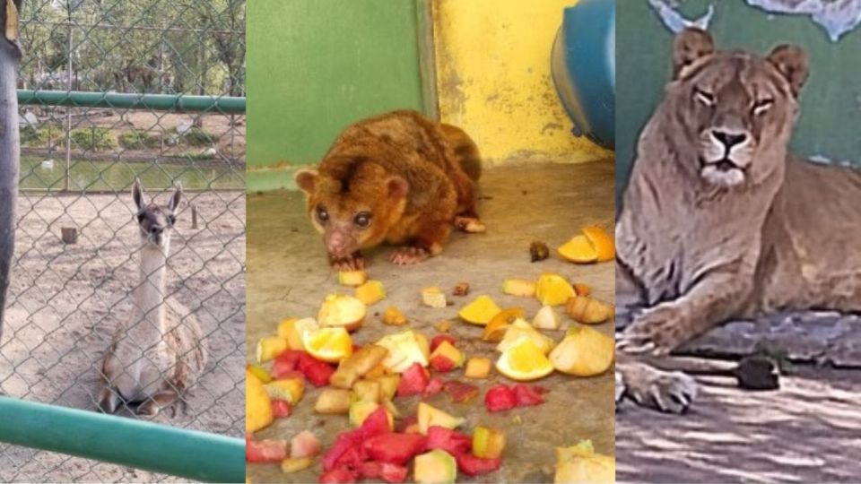 Edomex: Profepa rescata 59 animales de zoológico de Nezahualcóyotl