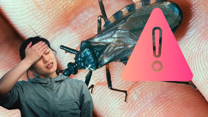 Alertan por enfermedad de chagas; esta chinche la transmite y en estos lugares la encuentras