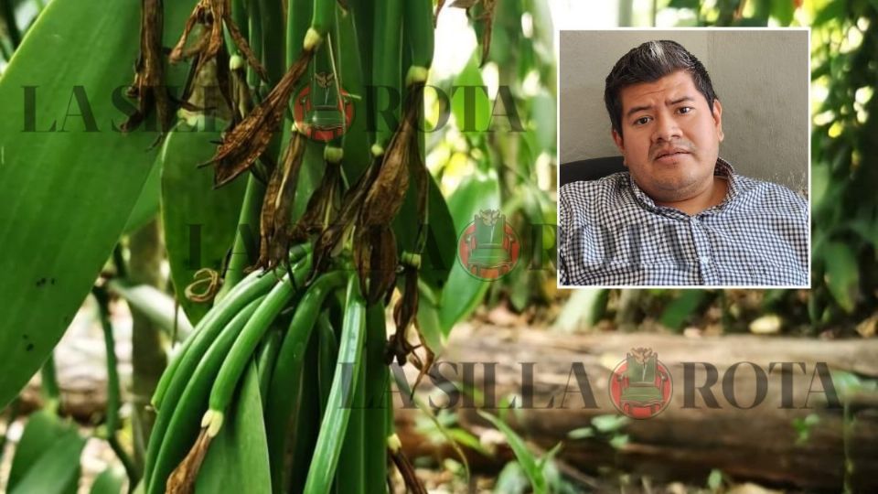 Productores de vainilla en Papantla alertan afectaciones por falta de lluvias