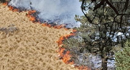 Animales, árboles y pasto terminaron en cenizas tras incendio forestal en Amecameca