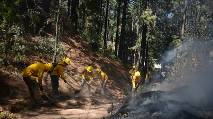 Incendios forestales: Cómo los combate Probosque