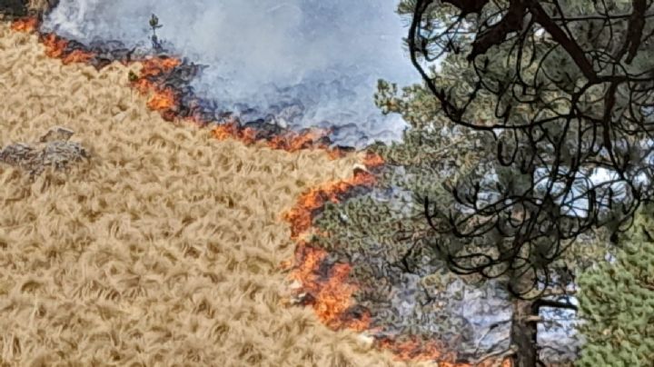 Animales, árboles y pasto terminaron en cenizas tras incendio forestal en Amecameca