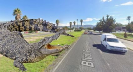 Aparece “cocodrilo” en Pachuca y causa sorpresa en pleno bulevar