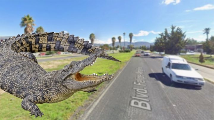 Aparece “cocodrilo” en Pachuca y causa sorpresa en pleno bulevar