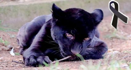 Muere cachorro de jaguar en Zoológico de Morelia; OOAPAS descargó residuos tóxicos y aguas negras