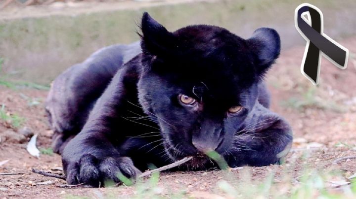 Muere cachorro de jaguar en Zoológico de Morelia; OOAPAS descargó residuos tóxicos y aguas negras