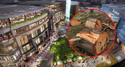 Plaza Mitikah: la nueva denuncia por tala ilegal de árboles