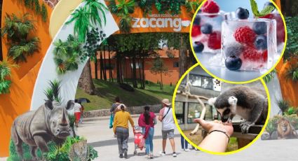 Ola de calor: Con dietas congeladas protegen a los animales en el zoológico Zacango