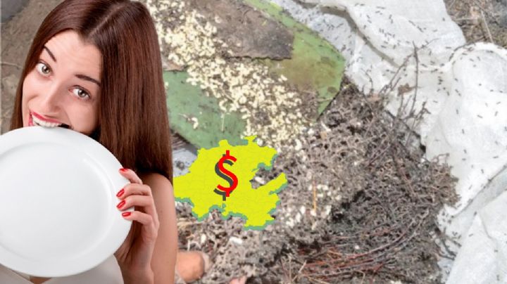 ¿Por qué son caros los escamoles? Así de difícil se obtiene el caviar hidalguense