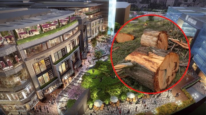 Plaza Mitikah: la nueva denuncia por tala ilegal de árboles