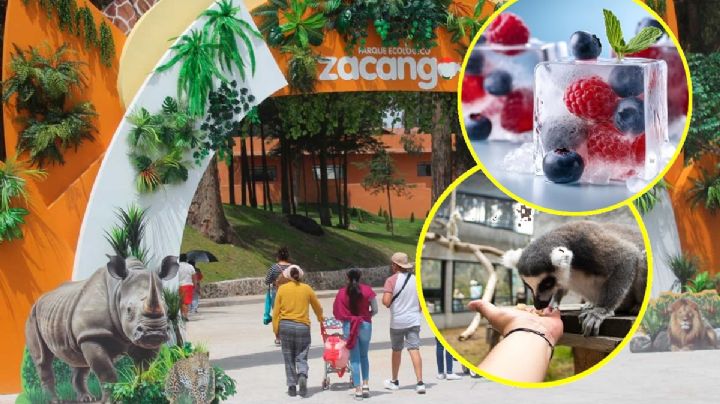 Ola de calor: Con dietas congeladas protegen a los animales en el zoológico Zacango