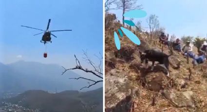 Helicóptero cisterna "baña" con agua a perro brigadista, en incendio de Río Blanco
