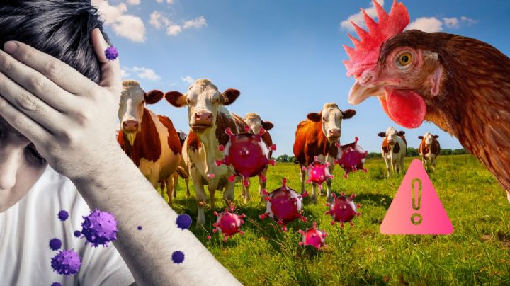 ¿Por qué la OMS está en alerta por gripe aviar?