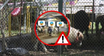 Feria de Banderilla: Animalistas denuncian uso de ponis como atracción