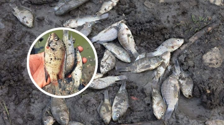 Sequía provoca muerte de miles de peces en presa de Tantoyuca