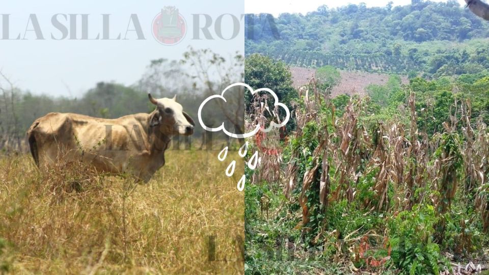 Frente frío, alivio para agricultores y ganaderos en el norte de Veracruz