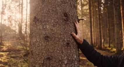 Plaga amenaza de muerte a 200,000 árboles en la CDMX