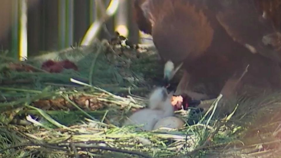 El Zoológico de León está dentro del  Programa de Conservación del águila real, desde entonce esta especie se ha recuperado