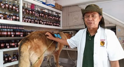 Dr. Campos Lee, con medicina tradicional china trata a mascotas en Veracruz