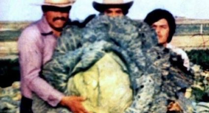 El misterio de las verduras gigantes en Valle de Santiago