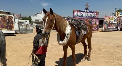 Yegua se jubila en La Paz; protectores consiguen erradicar tracción animal