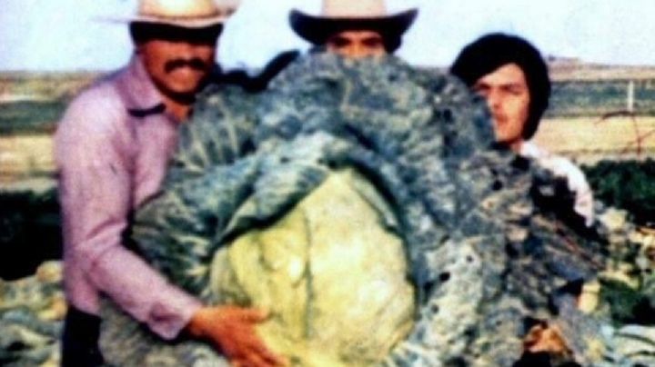 El misterio de las verduras gigantes en Valle de Santiago
