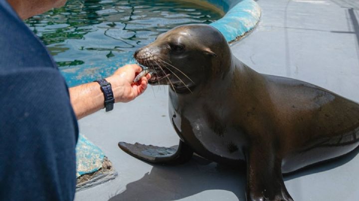 Este día abre el recinto de lobos marinos del Acuario de Veracruz
