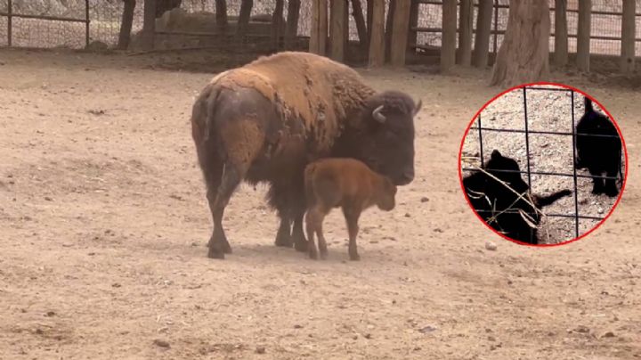 Nacen 3 lobitos mexicanos y una bisonte en el Zoológico de León