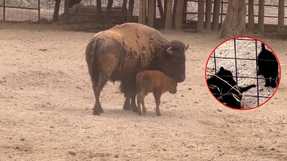 El presidente municipal interino de León, Jorge Jiménez Lona, anunció mediante sus redes sociales que en el Zoológico de León nacieron 3 lobos mexicanos que ya salieron de su madriguera y una hembra de bisonte. 