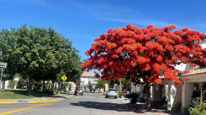 El árbol de Madagascar que encontró un nuevo hogar en León