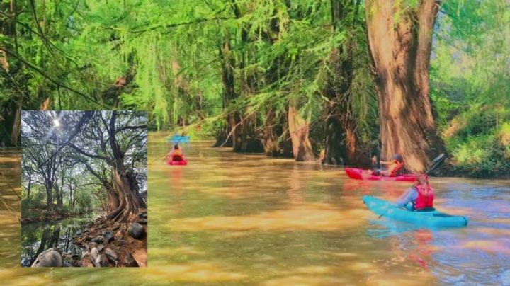 “Paseo de los Sabinos”: Un rincón de armonía con la naturaleza a menos de 3 horas de León