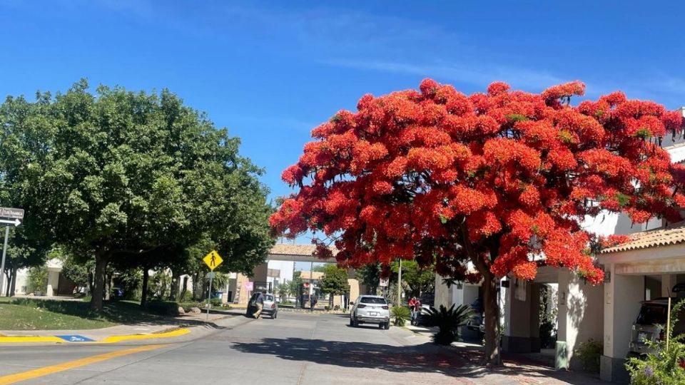 Cada año el tabachín ofrece su belleza primaveral a la vista