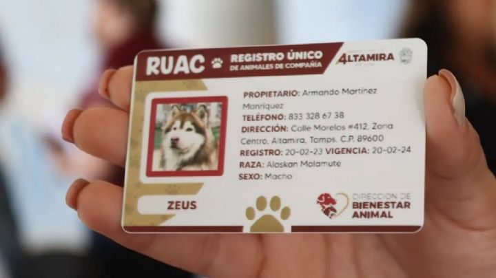 CURP para mascotas: Paso a paso del registro obligatorio en la CDMX