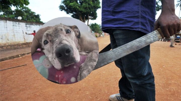 Denunciarán a sujeto que macheteó a perro Dacks en colonia Tarimoya de Veracruz