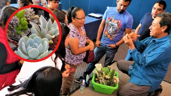 Deja de matar plantas, en Festival Hidalgo Verde habrán talleres para aprender a cuidarlas