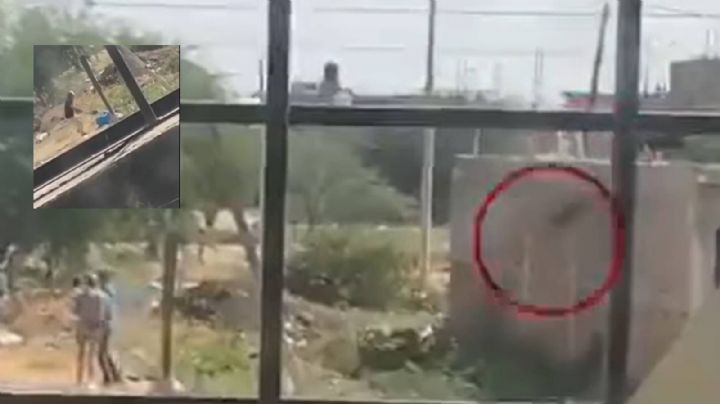 Perrito se lanza de azotea para salvar a mujer que peleaba con un hombre; matan a golpes al can