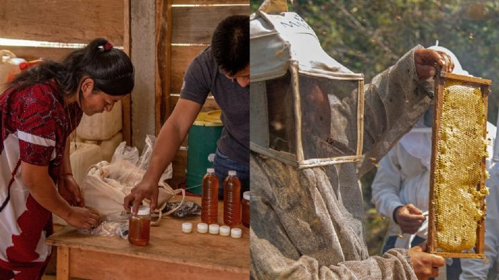 Salvadoras de las abejas: Mujeres apiculturas al rescate de las “mieles”