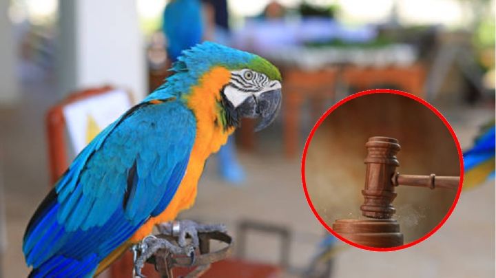 Llevan a juicio a 2 loros en Turquía, como testigos de infidelidad