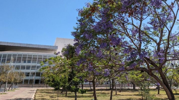 El paseo de jacarandas más bonito de León