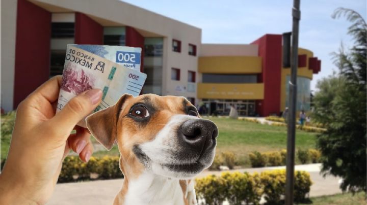 Baño de perros o trencitas, mujer en Pachuca pide dinero para gastos hospitalarios de su bebé
