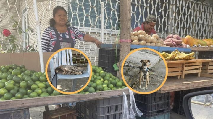 Comerciantes de Poza Rica venden fruta junto a su perrito y gatito rescatados