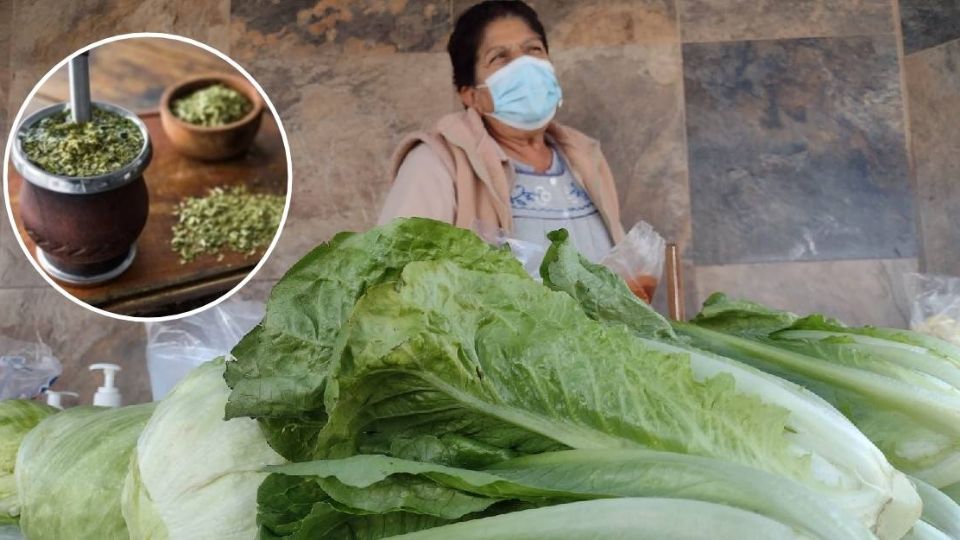 En León el apodo de Panzas Verdes es por los vendedores de lechuga y con los curtidores de piel pero se relaciona ahora más con el equipo de futbol de la ciudad y también hay quienes así son llamados en Argentina.