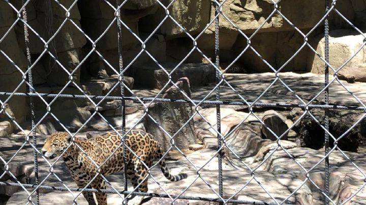 Los animales del Zoológico de León tuvieron un comportamiento diferente por eclipse
