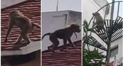 ¡Para no creer! Reportan avistamiento de mono babuino en techos de Pachuca | FOTOS