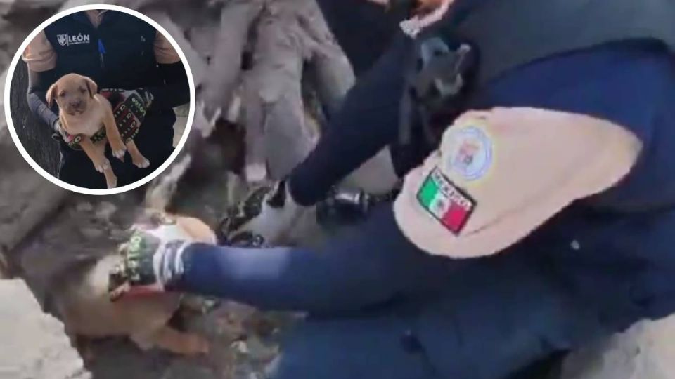 Rescatan a una familia de perritos viviendo bajo las raíces de un árbol en León