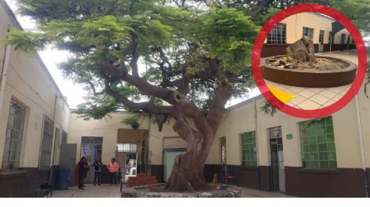 Talan tabachín de más de 80 años en Celaya; deberán pagar 21,000