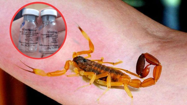 ¿Cuántas personas picadas por alacrán puede atender la Cruz Roja?