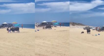 ¿Toro en playa de Los Cabos? Embiste a turista y se hace viral | VIDEO
